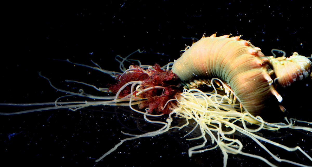 DrewHarvell's tweet photo. For #WormWednesday (a day late checking id!) I have Terebellids! The #BlaschkaGlass (Pista cretacea) tube builder matched with our very own Eupolymnia heterobranchia with its distinctive branched gills from @MarineBiology_FHL and featured in #ASeaofGlass https://t.co/Bm8GSkN1oc