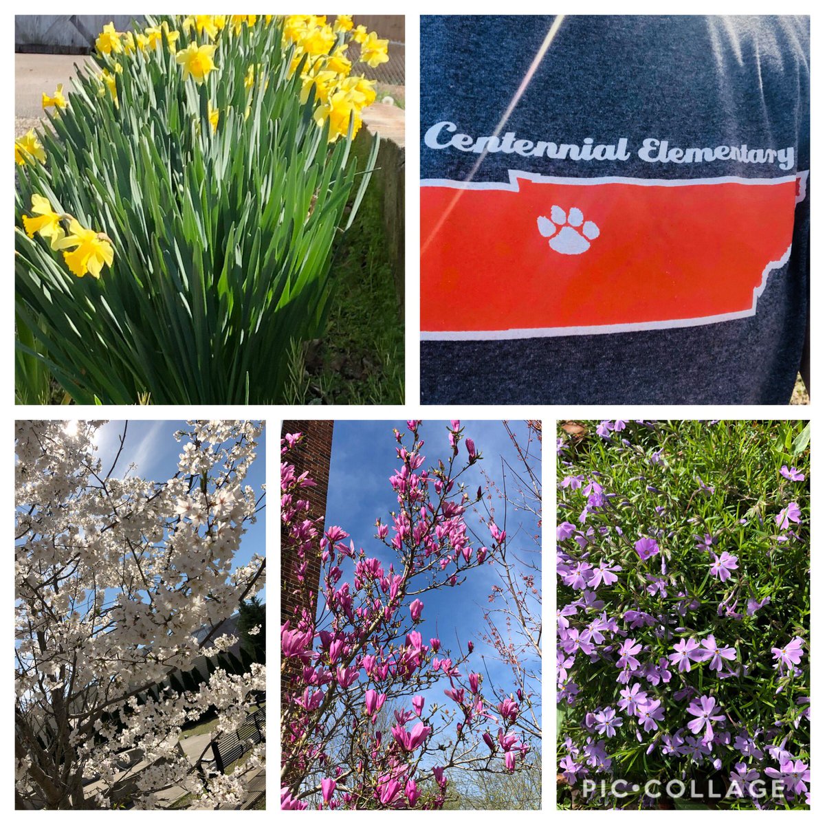 Virtual Day #4 <a href="/CENT_Tweets/">Centennial Panthers</a> had my Centennial Gear on as I walked the beautiful streets of Downtown Dickson  this morning! Enjoy the sunshine Centennial peeps!!