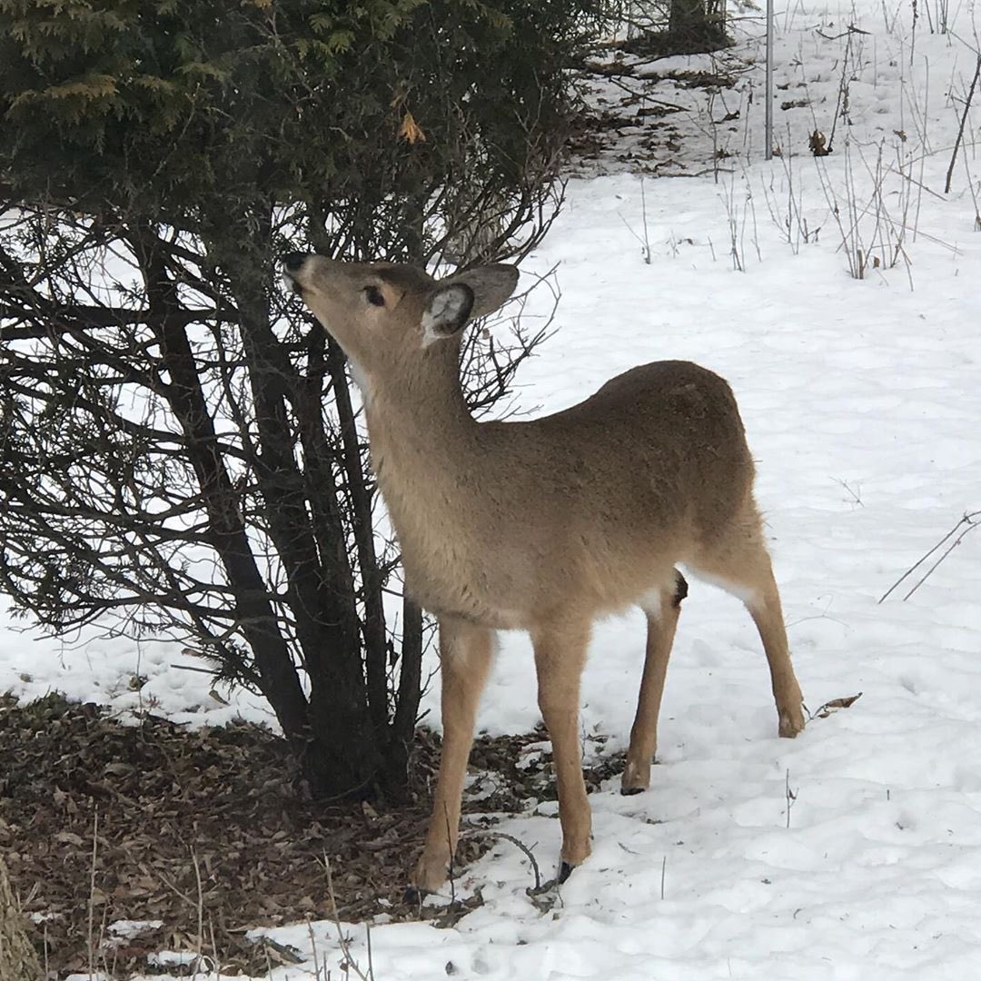 Wheel & Sprocket tweet media