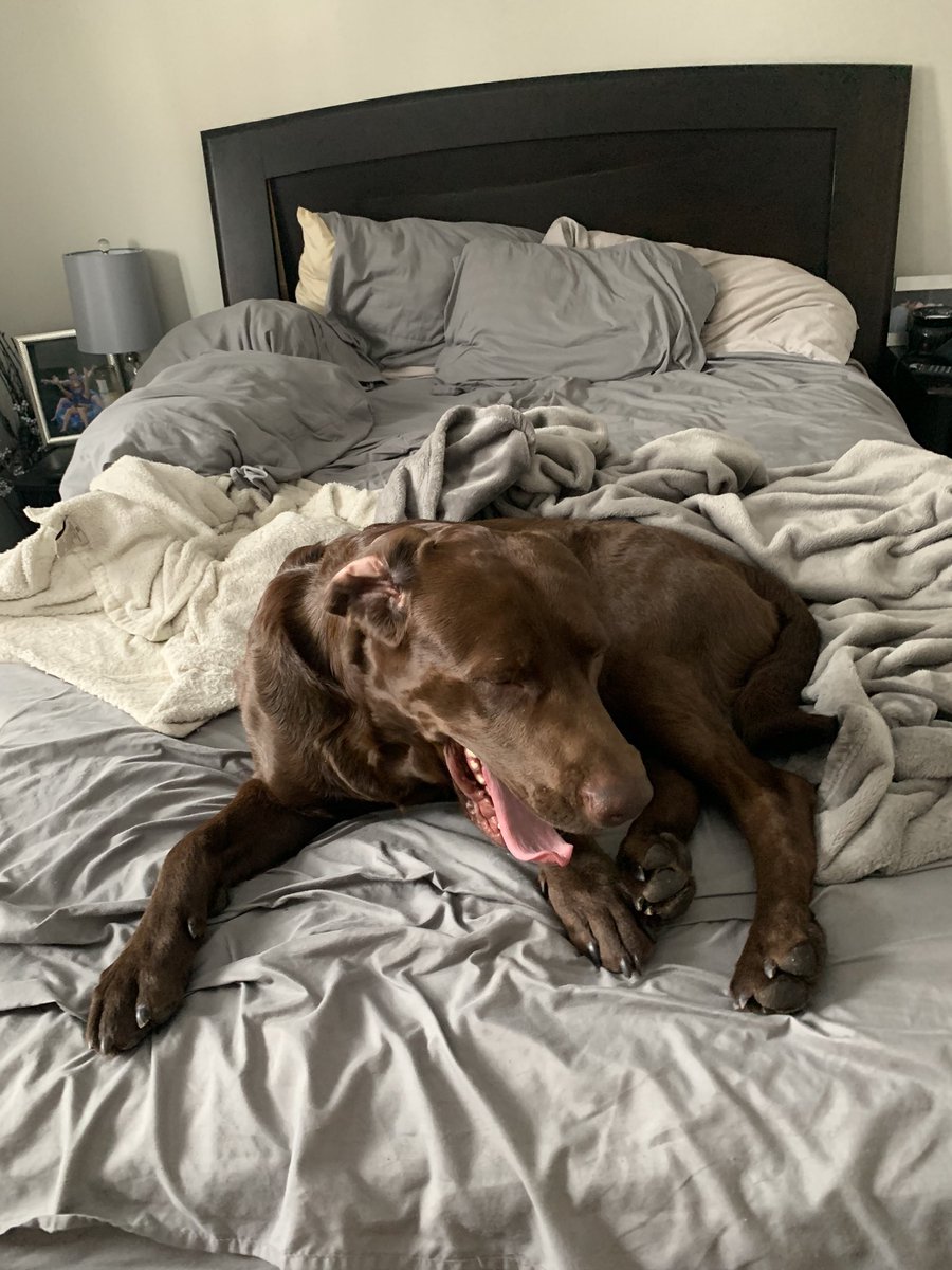 marri_millar's tweet photo. Some days take longer than others to make the bed because this guy is too cute and cozy, but it eventually gets made and it’s Domi approved . I nominate @christineolczyk , @MsLisaMcAvoy , @2bMysterE to complete one of the challengers on the bingo card and post it ! @kc_melia https://t.co/NWpbFhblG2
