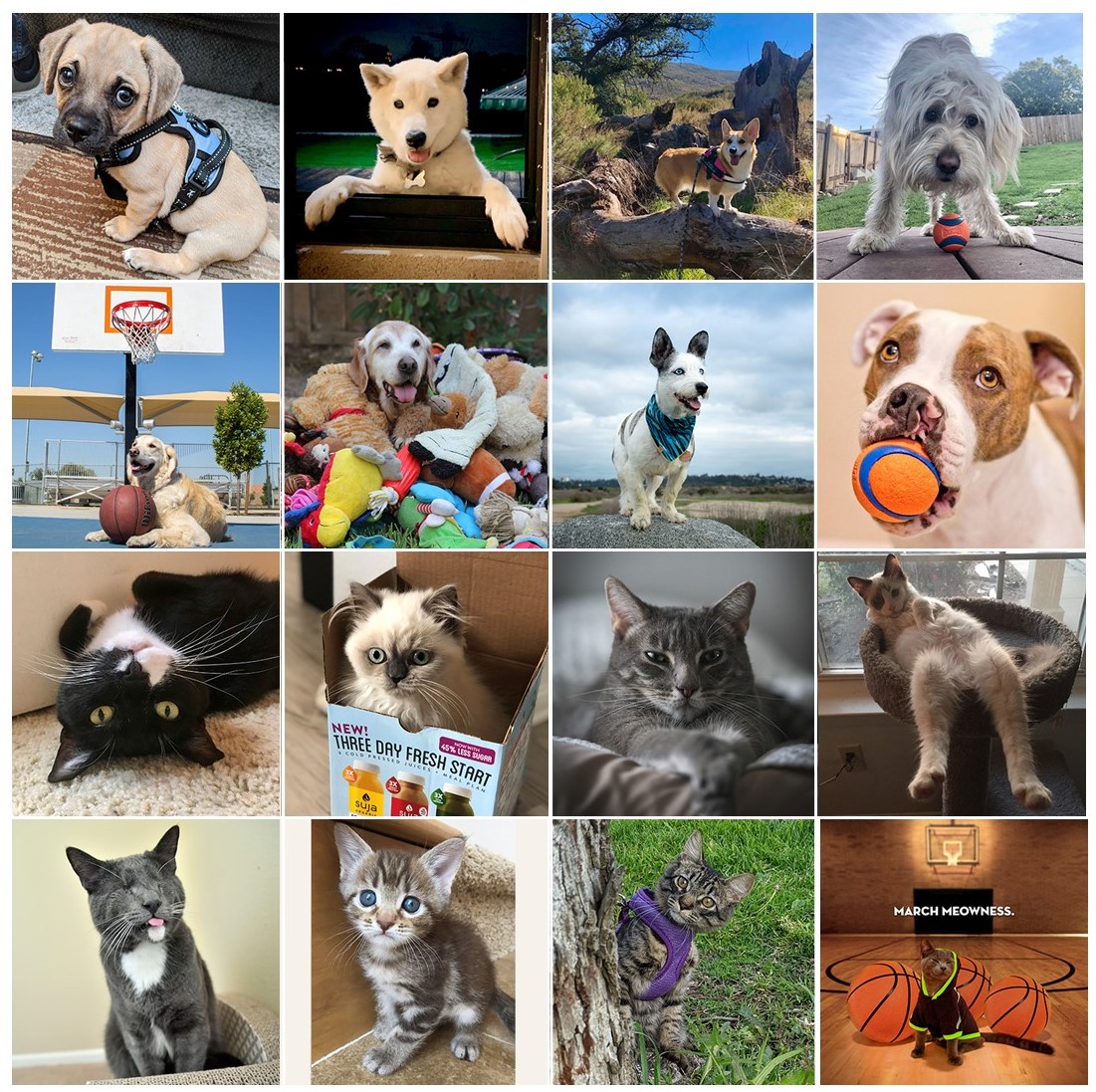 sdhumane's tweet photo. The Sweet 16 have been chosen! Thank you all for voting. It was a very close call, but when cute pets are involved, everyone is a winner! It’s time to cast your votes to determine who will advance to the Elite Eight! Voting is free, so join the MEOWNESS! https://t.co/3ot7lquRdR https://t.co/LQilDLUZdG