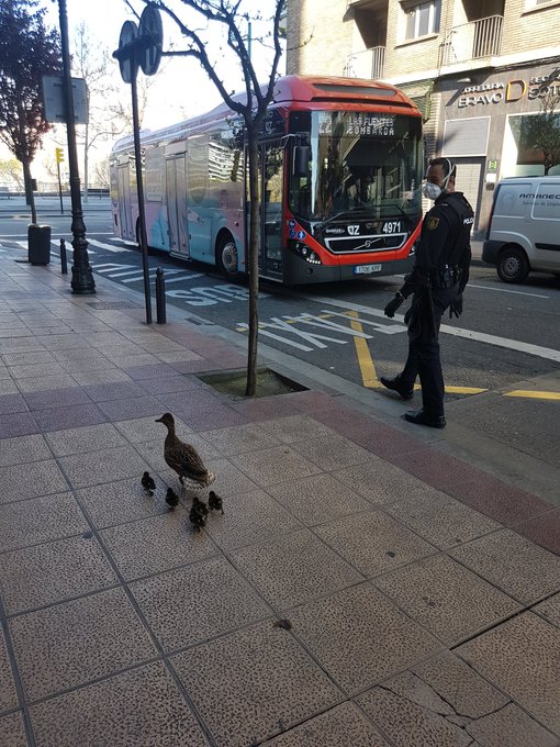 policia's tweet photo. Así nos hemos encontrado a esta mamá pata🦆... saltándose el confinamiento y paseando por las calles de #Zaragoza con sus patitos🐤🐤🐤🐤. No sabía que estamos en CUA CUA-rentena...

Tú que lo sí lo sabes... protege a tu familia🦆🐥🐤🐦🐔#QuédateEnCasa https://t.co/fSoy4vPMqe