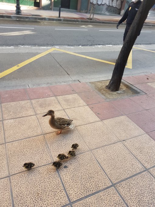policia's tweet photo. Así nos hemos encontrado a esta mamá pata🦆... saltándose el confinamiento y paseando por las calles de #Zaragoza con sus patitos🐤🐤🐤🐤. No sabía que estamos en CUA CUA-rentena...

Tú que lo sí lo sabes... protege a tu familia🦆🐥🐤🐦🐔#QuédateEnCasa https://t.co/fSoy4vPMqe
