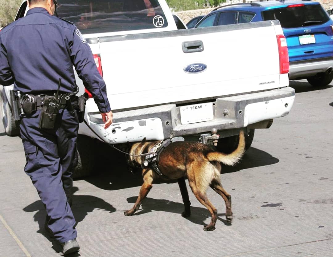 DFOElPaso's tweet photo. Meet Narcotic Detector Dog Sony. Sony is a 4 year old Belgian Malinois assigned to the El Paso Field Office. Sony is a hardworking, fun spirited K9 with over 3,020 pounds of narcotics seized in his short career. Thank you for your service Sony. #K9 #narcoticsdog #CBP https://t.co/MJumzBR3Ex