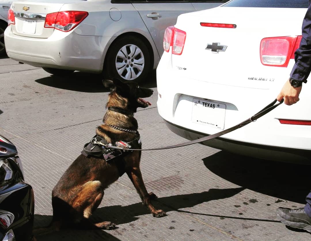 DFOElPaso's tweet photo. Meet Narcotic Detector Dog Sony. Sony is a 4 year old Belgian Malinois assigned to the El Paso Field Office. Sony is a hardworking, fun spirited K9 with over 3,020 pounds of narcotics seized in his short career. Thank you for your service Sony. #K9 #narcoticsdog #CBP https://t.co/MJumzBR3Ex