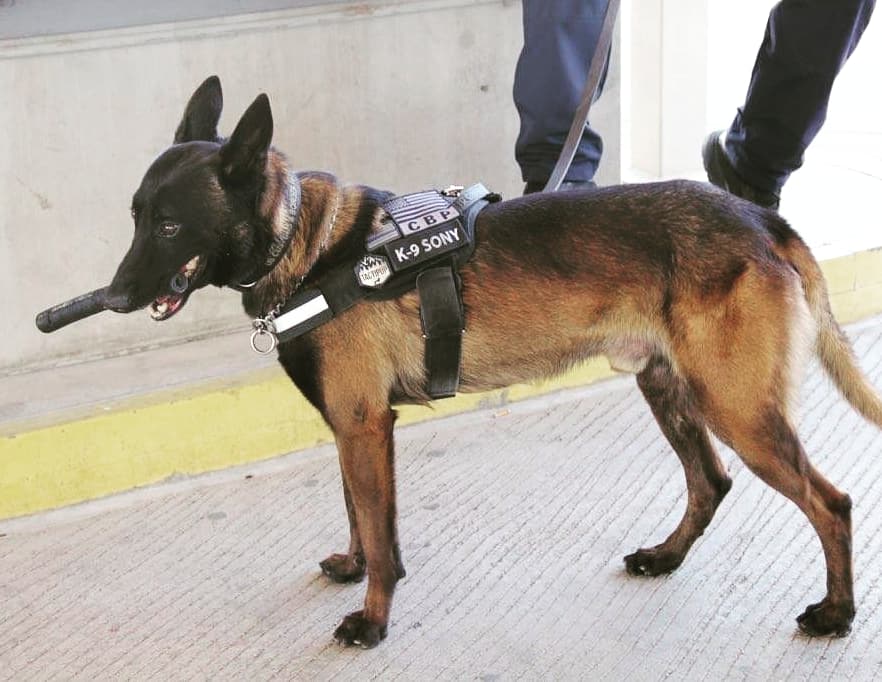 DFOElPaso's tweet photo. Meet Narcotic Detector Dog Sony. Sony is a 4 year old Belgian Malinois assigned to the El Paso Field Office. Sony is a hardworking, fun spirited K9 with over 3,020 pounds of narcotics seized in his short career. Thank you for your service Sony. #K9 #narcoticsdog #CBP https://t.co/MJumzBR3Ex