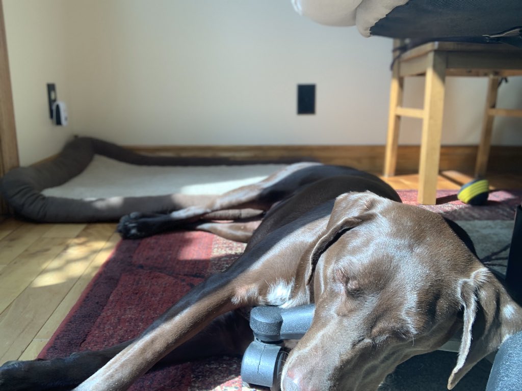 #naptime #gsp loving the sunshine