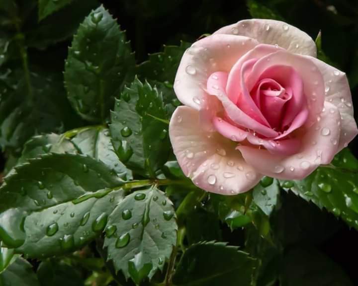 봄비가 내리네요
봄 기운을 더해주기라도 하듯~
나무들과 새싹 꽃들은 반기겠죠~^~^