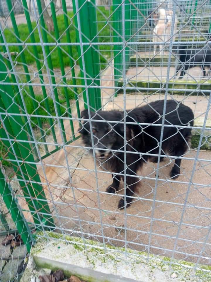 Lei è Pece, vecchietta di 9/10 anni, taglia media, molto dolce e affettuosa.
È in canile perché il suo umano ha avuto un ictus. 
Nella prima foto è salita sulla macchina della volontaria sperando che la portasse via.
Una casa per questa povera anima.
3209531259 whattsap