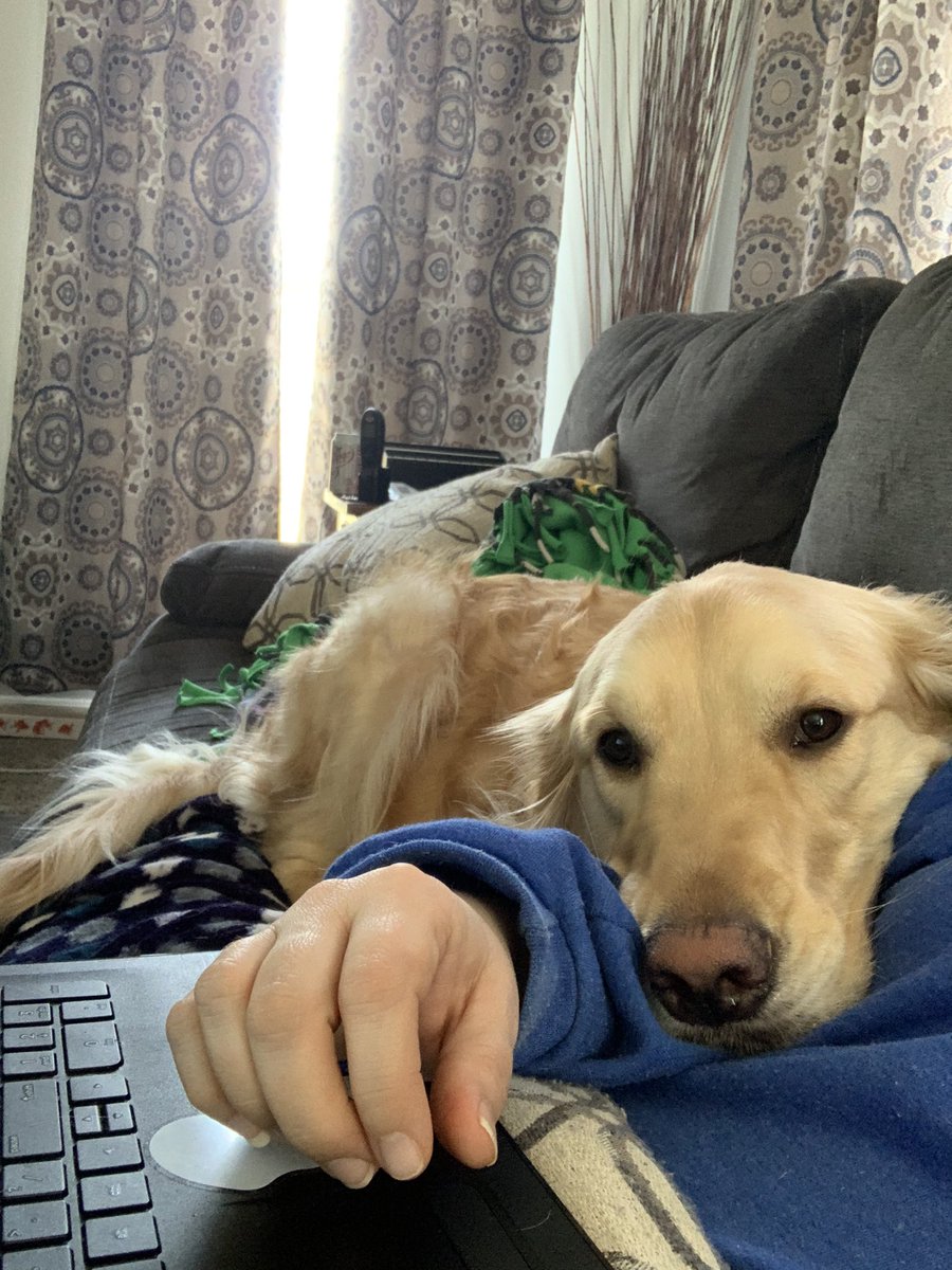 KristinNupdal's tweet photo. Even Rooney is trying to be a part of the #determindeddragons @DumfriesES  by “helping” me work! https://t.co/eQqmO0i8Yr