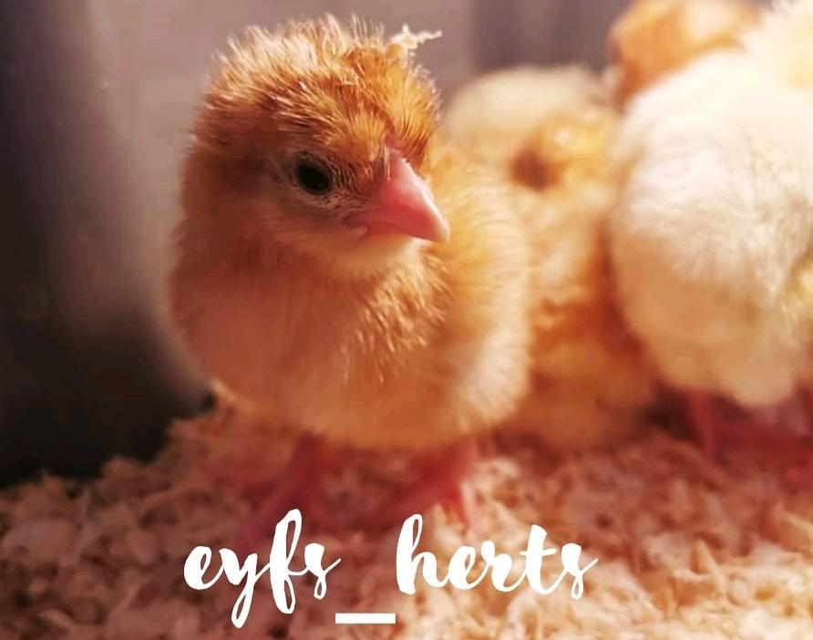 🐣 Say hello to our new arrivals 🐣 Comment your suggestions for names 👋 @DeHavNursery <a href="/DeHavPrimary/">De Havilland Primary School</a> <a href="/Livingeggs/">Living Eggs</a> #somethingtosmileabout #bringinglearningtolife #eyfs_herts #chicks