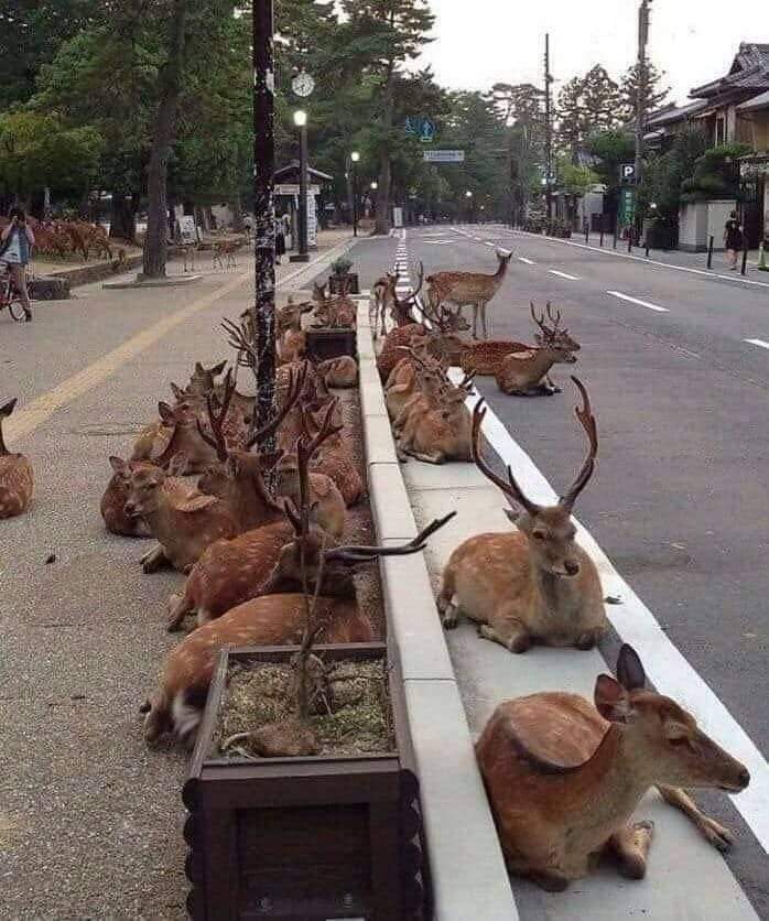 Ooty Coimbatore road  being reclaimed by its original owners 👇