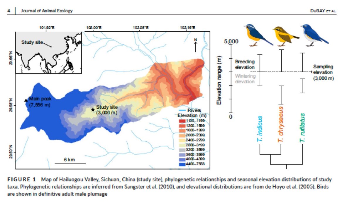 JMBFMNH's tweet photo. Check out this really wonderful science from Shane DuBay’s dissertation which is just out: "Life history predicts flight muscle phenotype and function in Birds" in Animal Ecology. https://t.co/MYEKBXxd9b
#fmnhscience https://t.co/qSFhclEX4P