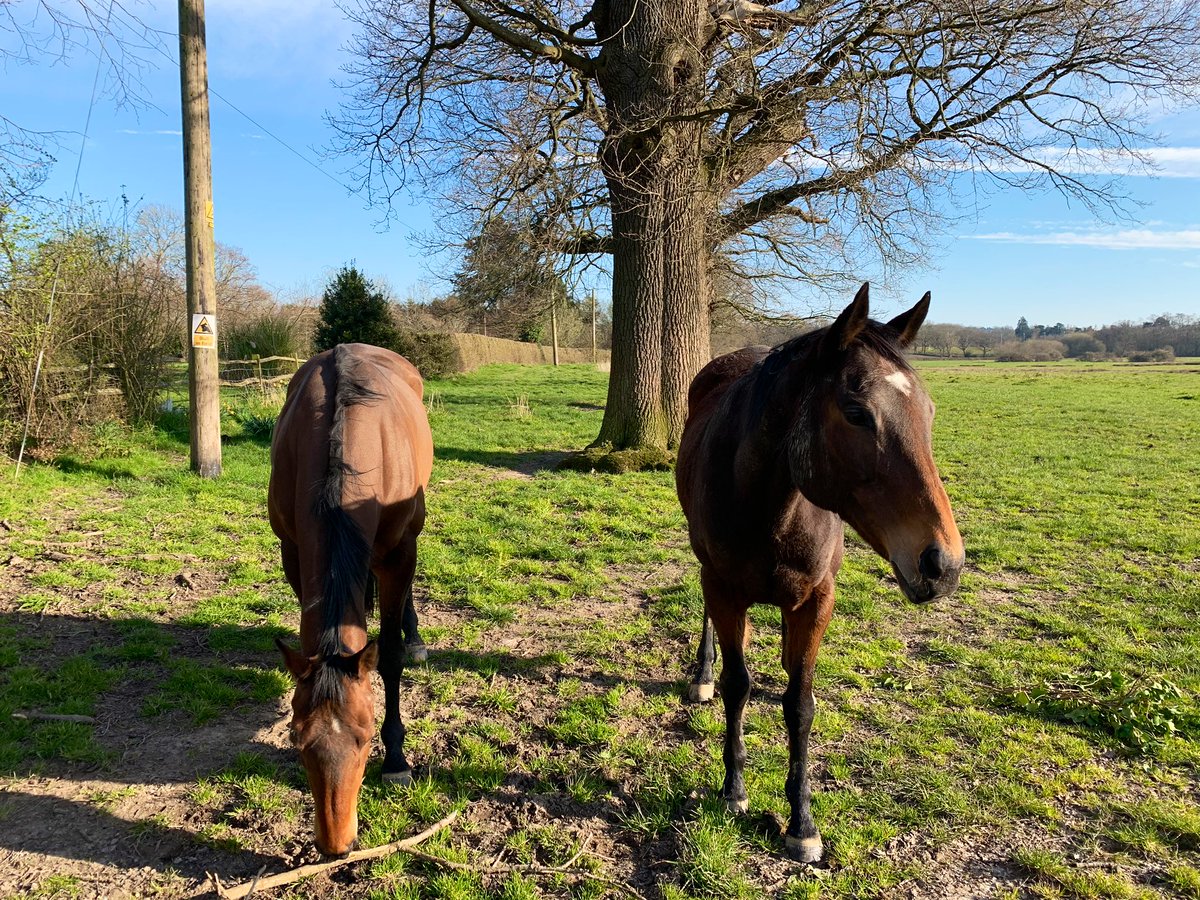 nigeljflanagan's tweet photo. Last day off before I’m on 4 nights shifts 😞 @NHS @Ldn_Ambulance I Had to get out of the house for an hour (even tho we are on Lockdown) I didn’t see one other person, Only there 2 beauties🐎 #DayOff #999Family #Lockdown21 #coronavirus #BeSafeTakeCare #hourses #StayHomeSaveLives https://t.co/Zhk6S0fD4Z