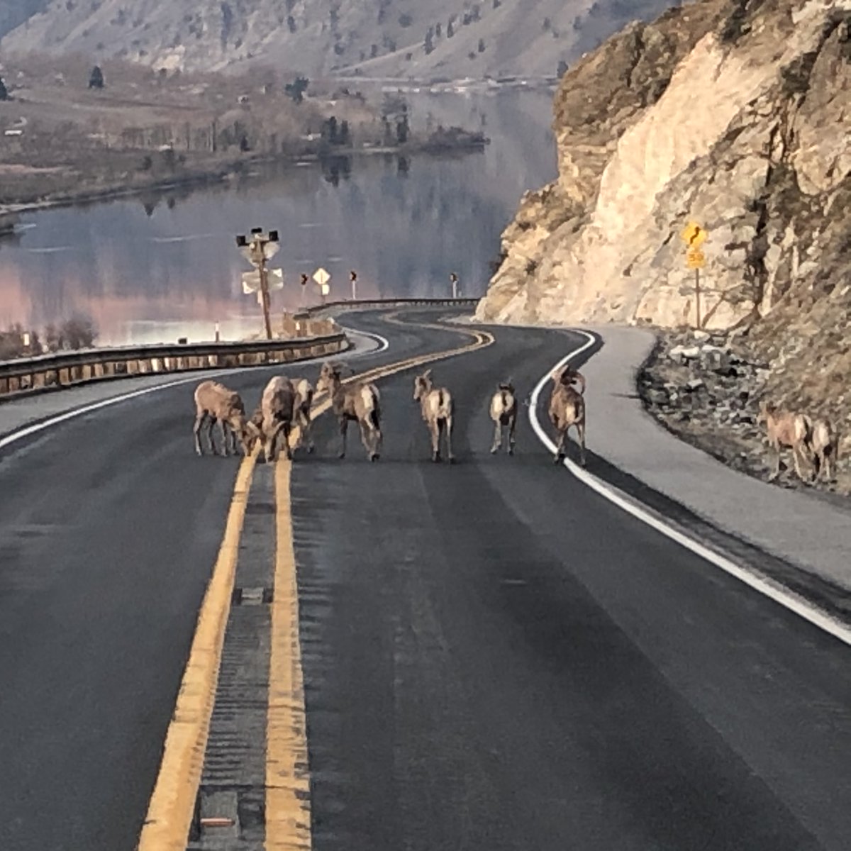 An amazing glimpse of our resident big horn sheep on US 97A near Knapps Tunnel earlier this week but not a great example of following the rules of the road! 

Beep beep, sheeps, move over!