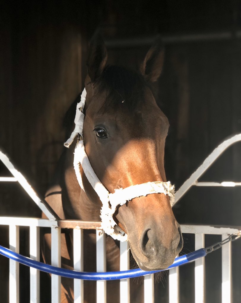 BSWCrow's tweet image. Need a little pick me up? 

How about a nice photo of G2 Risen Star winner Mr. Monomoy the morning he arrived at Churchill Downs for the first time on July 23rd last summer!

#BSWCrow