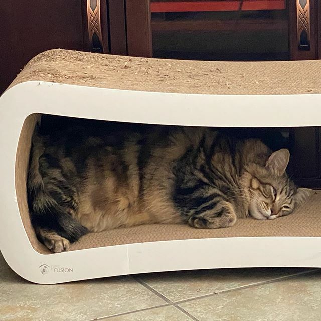 BuntsBiscuits's tweet photo. William know how to shelter in place #tabbycat #tabbycatsofinstagram #siberiancatsofinstagram #siberiancat #catscratcher #catsnapping #fluffycatsofinstagram https://t.co/9G94e5yMTJ