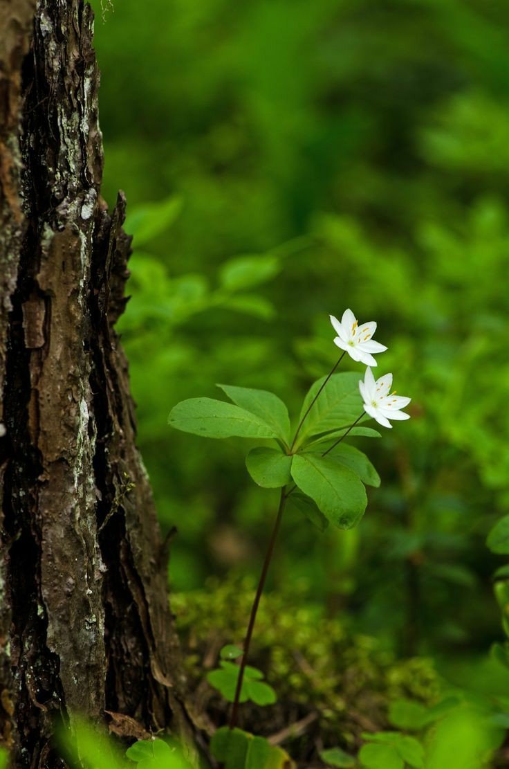 _7Nathalie's tweet photo. 🌿"C'est parce qu'il y aura de plus en plus d'individus éclairés, éveillés, conscients, lucides, résistants que le collectif va se transformer..."🌿🌼🌞

Frédéric Lenoir https://t.co/V2xPyBZrc9