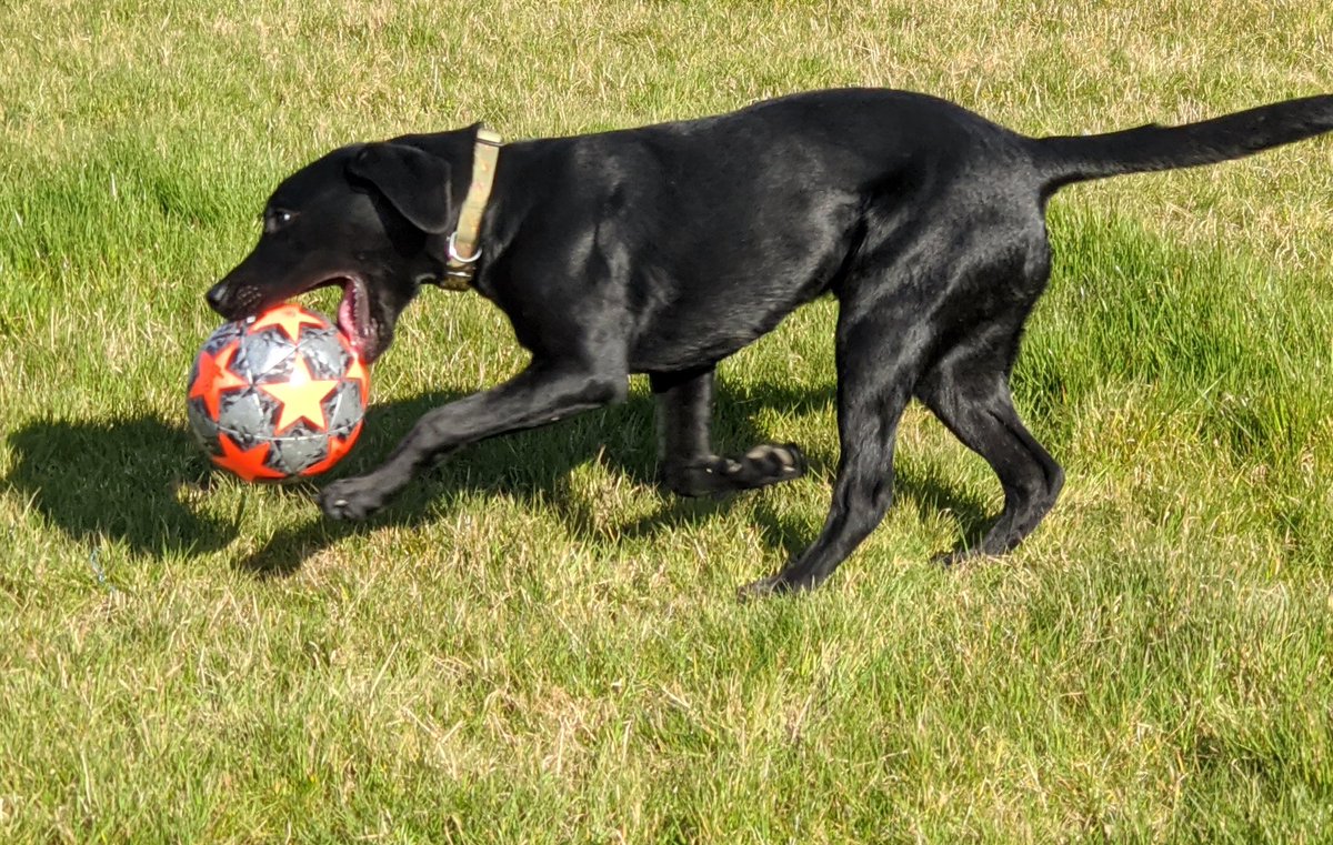 emilyjane237's tweet photo. This little guy shows us how happy we should be about the simpler things in life at the moment! #blacklabrador #simplepleasures #farmdog #simplethings https://t.co/ZYrUa2ksU4