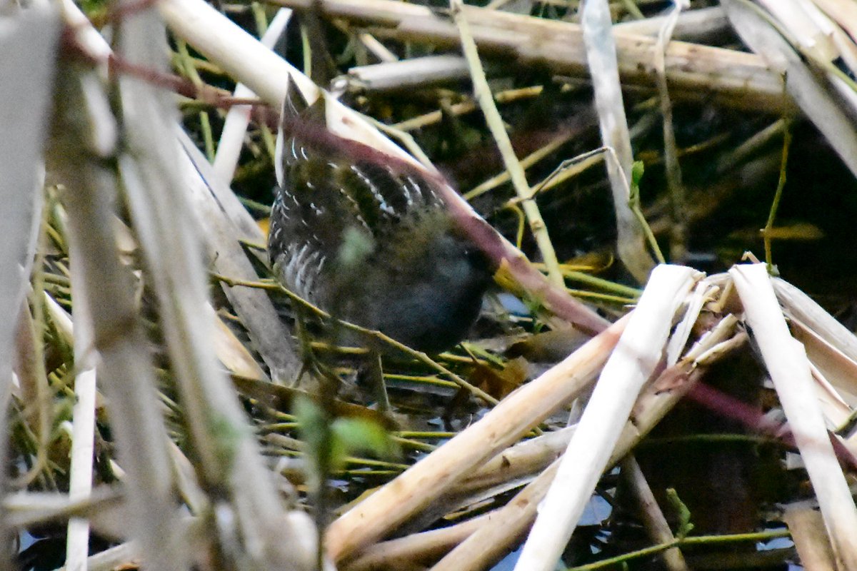 MichaelEaton01's tweet photo. 26 Mar 2020 - Green Lake - 42 species. 40°, cloudy. Highlights of the morning were the resident Sora coming out for a photo and 2 pairs of Wood Ducks along the west shore. #checklistadaychallenge #birding #birdisaverb @SeattleAudubon @Team_eBird  https://t.co/trdAOJaacm https://t.co/1uQxAiz15f