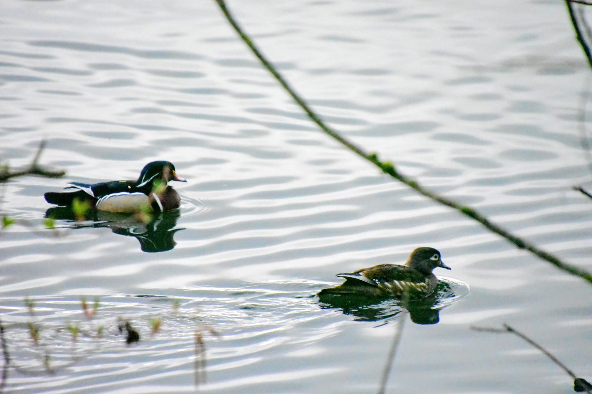 MichaelEaton01's tweet photo. 26 Mar 2020 - Green Lake - 42 species. 40°, cloudy. Highlights of the morning were the resident Sora coming out for a photo and 2 pairs of Wood Ducks along the west shore. #checklistadaychallenge #birding #birdisaverb @SeattleAudubon @Team_eBird  https://t.co/trdAOJaacm https://t.co/1uQxAiz15f