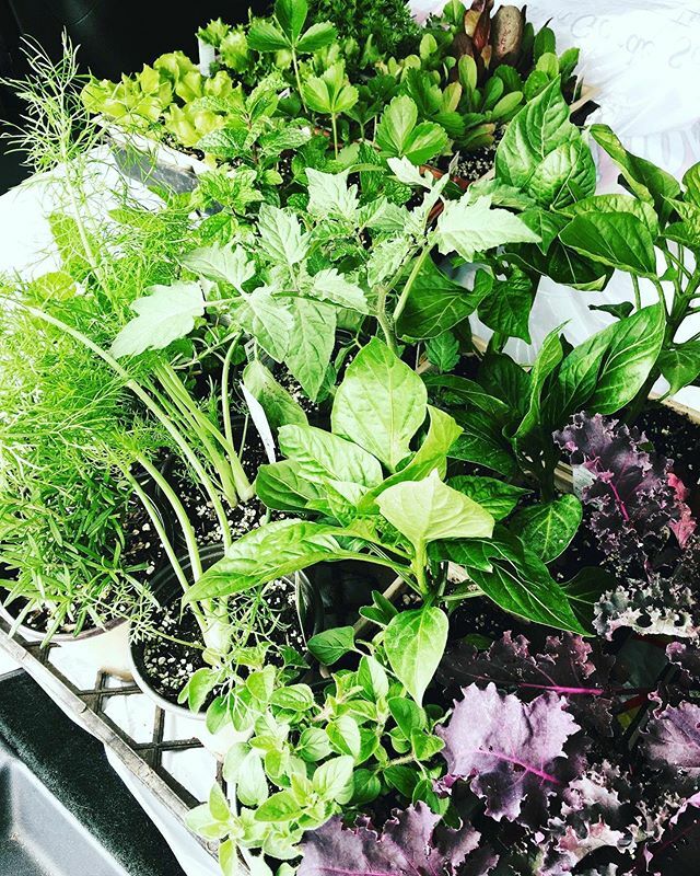 EverlyGrey's tweet photo. Finding my green thumb🥕🍅. Before the shelter-in-place order came down, we had bought a bunch of veggies to start our garden. Anyone else been busy with home projects now that we have more time at home?Finding my green thumb🥕🍅. Before the shelter-in-place order came down,… https://t.co/f885in5x6V