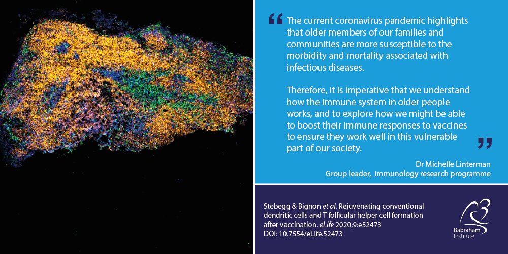 BabrahamInst's tweet photo. Research just published by @LintermanLab in @eLife points to how we might be able to overcome the effect of #age on the #immunesystem to improve older people's response to #vaccines. https://t.co/mWTOQEL5X4
#CelebrateVaccines #healthyageing https://t.co/af29WODo6I
