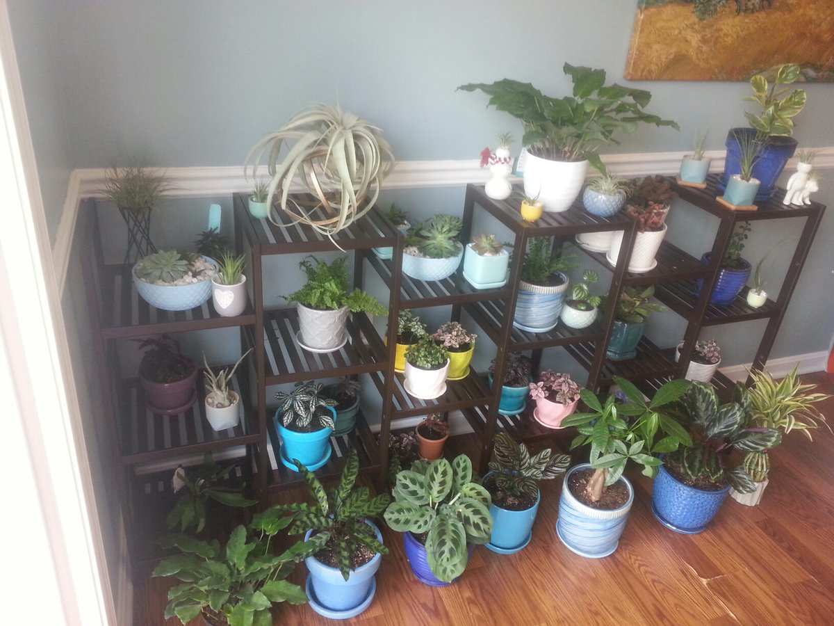 MsHaugrud's tweet photo. Pikesville's Got Talent Day    Is keeping plants alive a talent? @PikesvilleM #PMSSpiritWeek https://t.co/wxyeDKPzRg