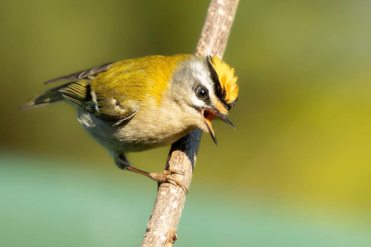 hopefulseb's tweet image. Can't resist posting just one last photo of the Firecrest visitor from Yesterday