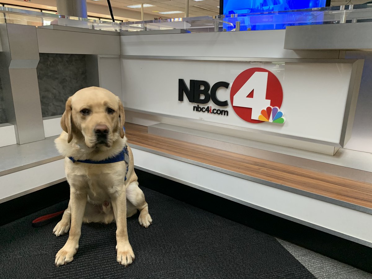 nbc4i's tweet image. #FurAlert!
Two therapy dogs from the @ColumbusPolice  got lots of belly rubs and snuggles today. 🥰❤️🐕