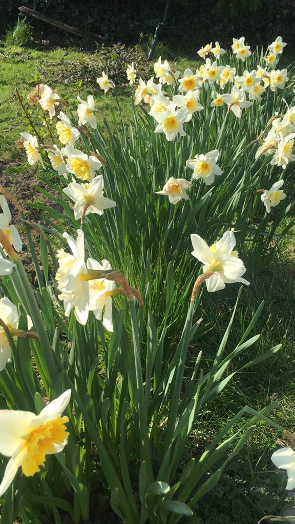 Maevemc's tweet photo. Some flower power 💐💐 in these uncertain times ❤️ https://t.co/vZPuboO92A
