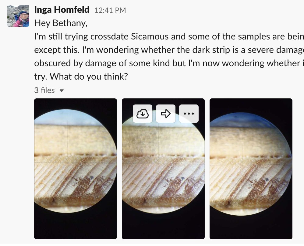 .<a href="/SlackHQ/">Slackbot</a> has been 🔥 for our group working remotely! Here, <a href="/Ingaedulisk/">Inga K. Homfeld</a> and I live-troubleshoot traumatic resin ducts in a Pinus engelmannii specimen from Sicamous, #BC.