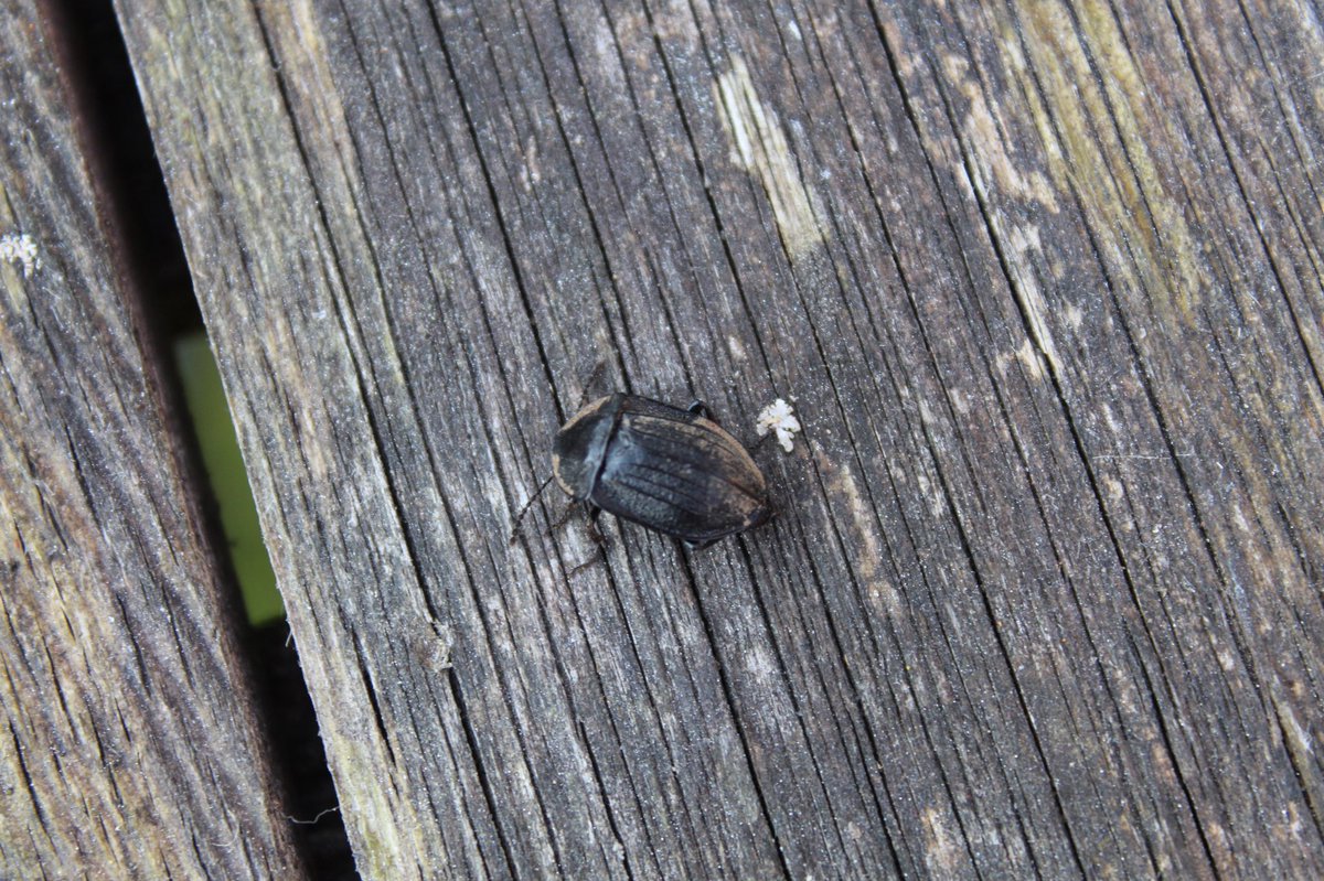 Day three.Birds-eye Speedwell Greater Bee Fly European Earwig Black Snail Beetle  #GardenWildlife  #QuarantineWildlife  #WildlifePhotography