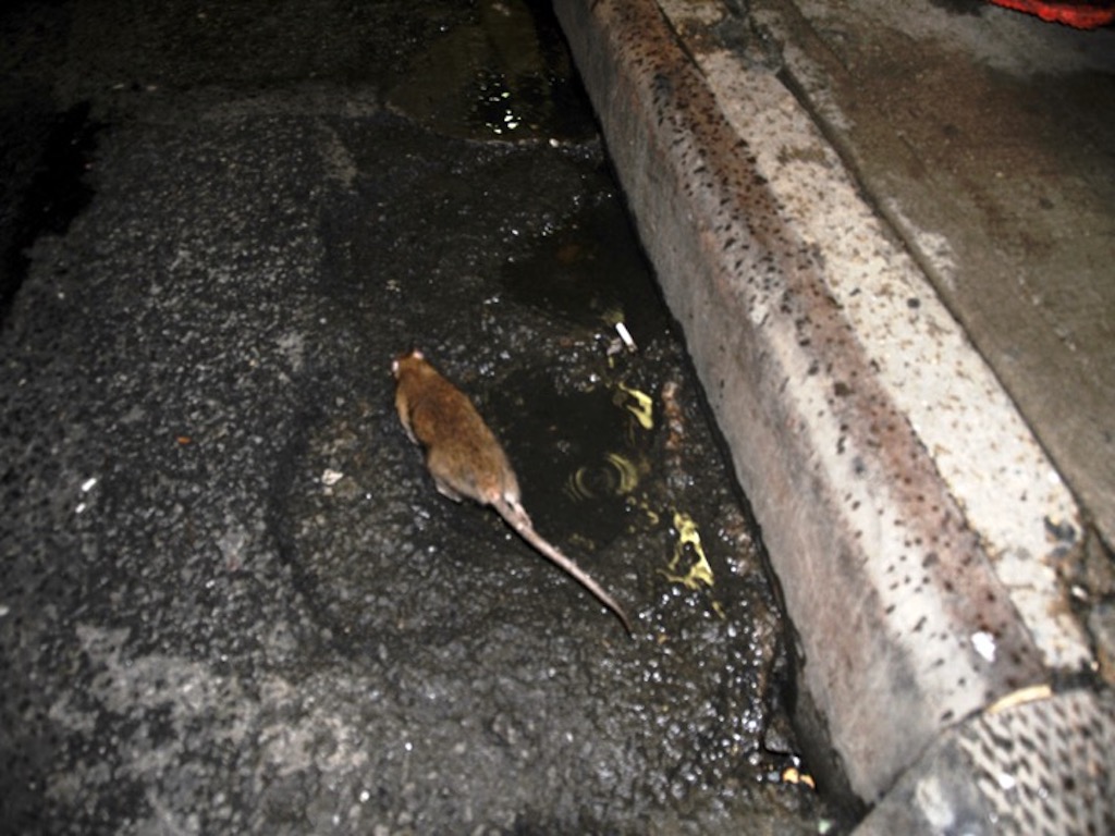 COVID19: Rats Jumping Ship:The USS RatGravy Train. W/O the once daily/dependable, nutritious, &amp; quick-hit garbage (i.e.,Rat's Trifecta), some panicked rat populatns carrying their own "issues" are in-fighting/killing, dispersing openly, &amp; invading bldgs under door gaps🦠🔬🐀😬🙄