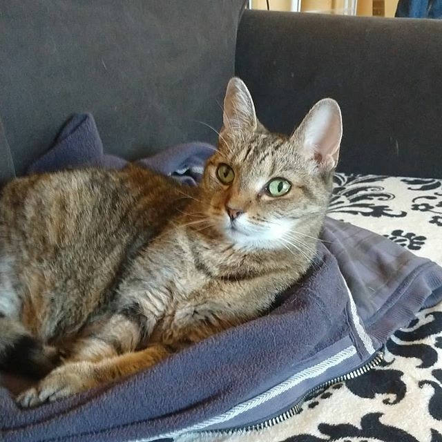 AndersSporring's tweet photo. Today you've been my best friend fir 3 years! ❤ 😻 #todaysesther #esther #cat #catstagram #catsofinstagram #cat_of_instagram #catsofig #petsofig #pet #mobilephotography #motog6plus #motography #nofilter https://t.co/oJDyQtyMc8