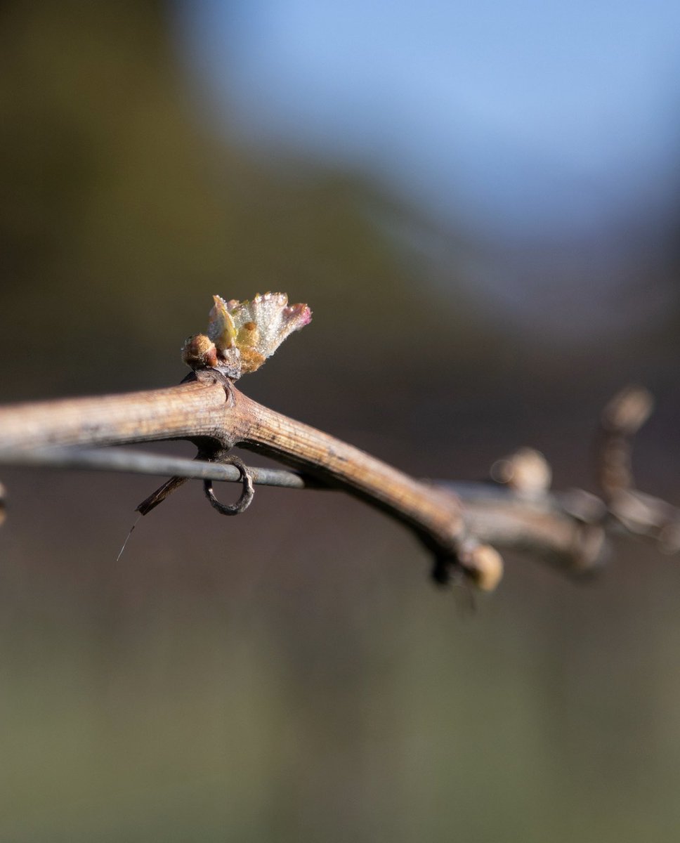 Nature moves on | The first signs of bud break in the Sauvignon Blanc #Spottswoode

#NapaValley #Budbreak #Vineyard