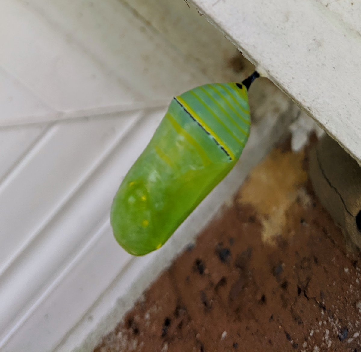 Tracy Olvera tweet media