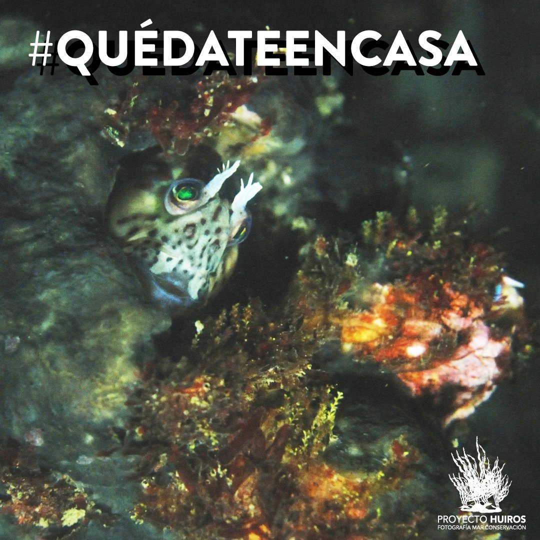 Hacemos un llamado a todas y todos a que cuidemos nuestras comunidades con voluntad y solidaridad durante este tiempo #QuedateEnCasa y aprende sobre los #losbosquesdehuiros junto a este #cachudito y <a href="/proyecto_huiros/">Proyecto Huiros</a> 
.
.
#Codiv_19 #COVID2019 #coronavirus