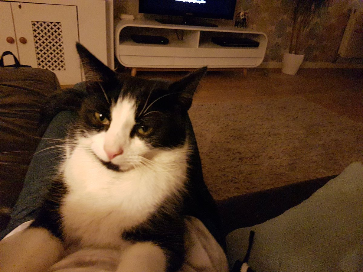 Wildcard tweet media