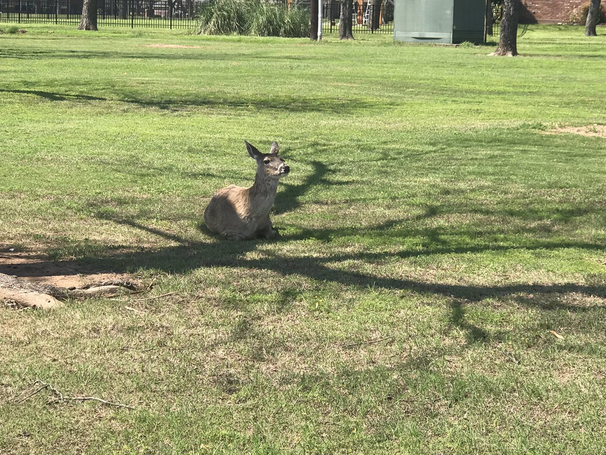 Out with @HambrickMonty today at Nutcracker Golf Club. GPS mapping the course. Great to see Mother Nature at its finest. No Coronavirus here!! <a href="/StevenJ62610853/">Steven Johnson</a>