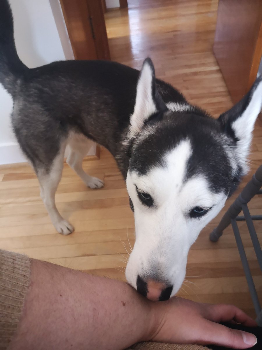 MissStudySkills's tweet photo. My co-worker licks me every time she walks by...debating whether or not to inform HR 🤣 #WorkingFromHomeProblems https://t.co/kq10CFxxeJ