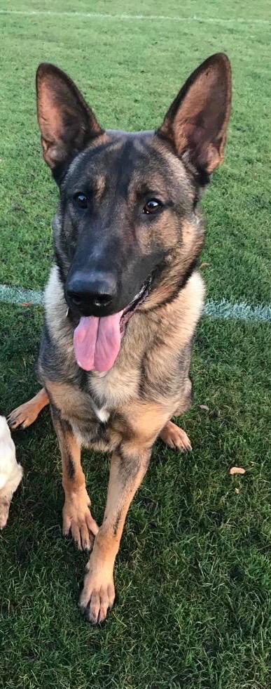 K999Cops's tweet photo. Shoplifting is definitely not on the Government list of essential jobs. A male found this out yesterday evening in #Worcester @SWorcsCops after running away and hiding in a bush, soon to come face to face with PD Nero. Detained for theft and property recovered. https://t.co/u2mWdyXBP6