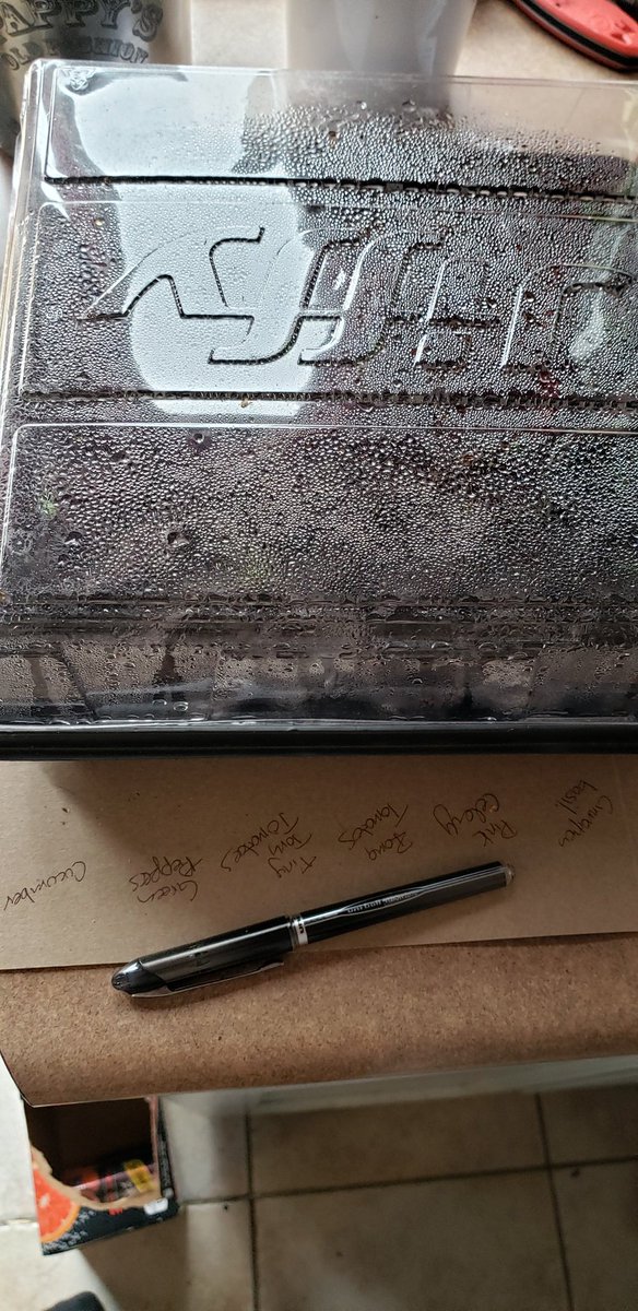 MsIppolito's tweet photo. Home veggie garden started and sprouting, plus out first attempt at bonsai trees ... ever! The seeds are starting to sprout. #backyardgarden #veggies #cinnamonbasil #pinkcelery @mrsdesai_smiles #bonsai made me think of you and all your plants! https://t.co/DJNtrdzZHV