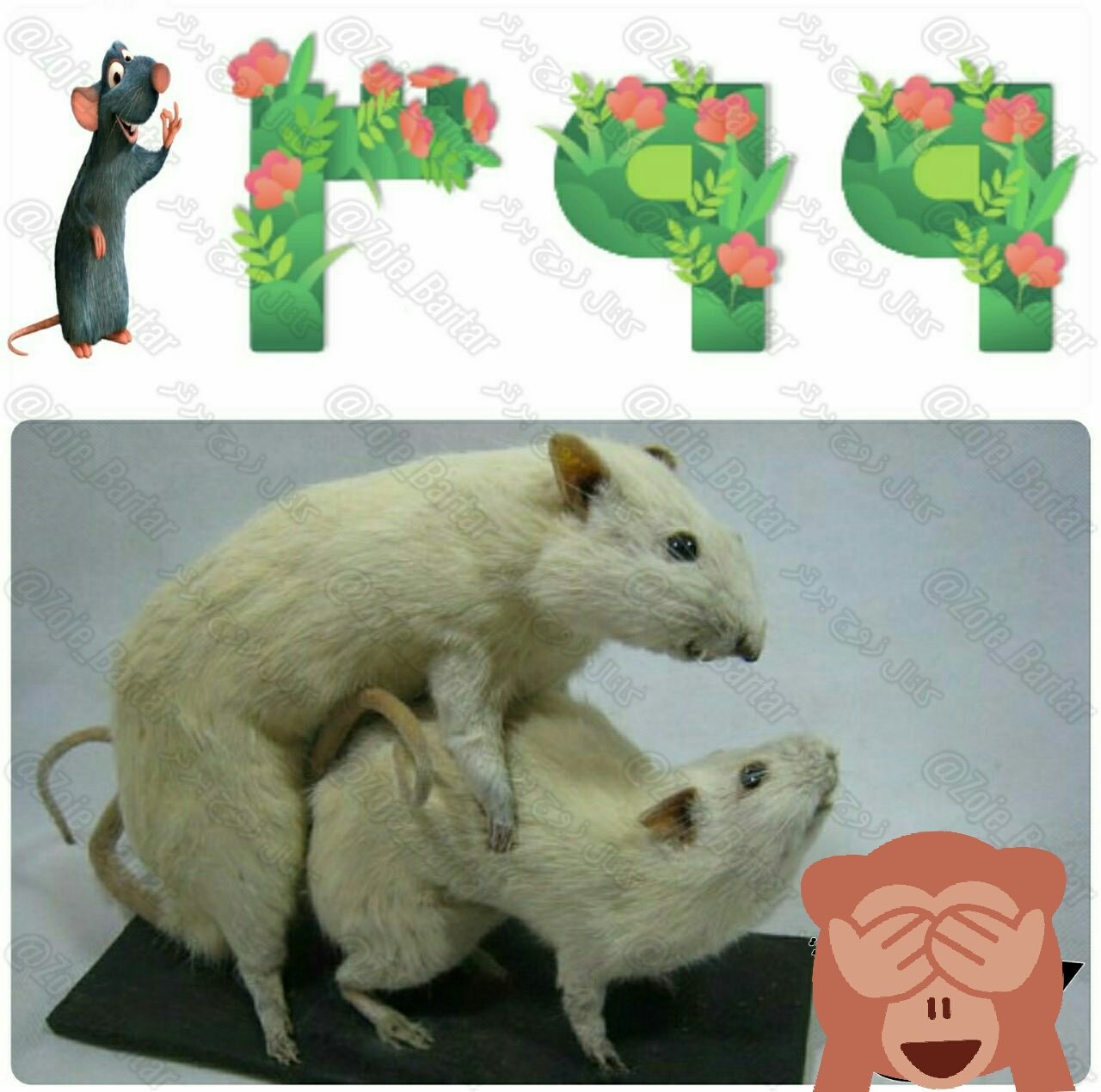 Zoje Romantik85 on X: امسال سال موشه #جالبه_بدونید موش های نر بالغ از سکسی  ترین حیوانات جهان هستند آنها در زمان جفت گیری با هر موش ماده ای که بتوانند  سکس می