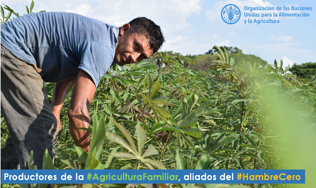 FAO_Colombia's tweet photo. "Los gobiernos están lanzando campañas a gran escala contra el #COVIDー19, y los planes de choque deberían incluir medidas destinadas a disminuir las perturbaciones en las cadenas de suministro alimentario" @MaximoTorero, economista jefe de la @FAO.

➕  https://t.co/llK3PNTdaw https://t.co/keet3cX65m