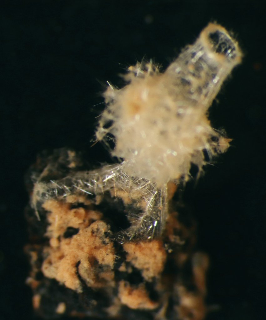 LupitaBribiesc1's tweet photo. This cool sponge collected in the CCZ during #Abyss2020 looks out of a weird deep-sea videogame, about to start shooting cannon balls #SpongeThursday https://t.co/H9v8tnYs0m