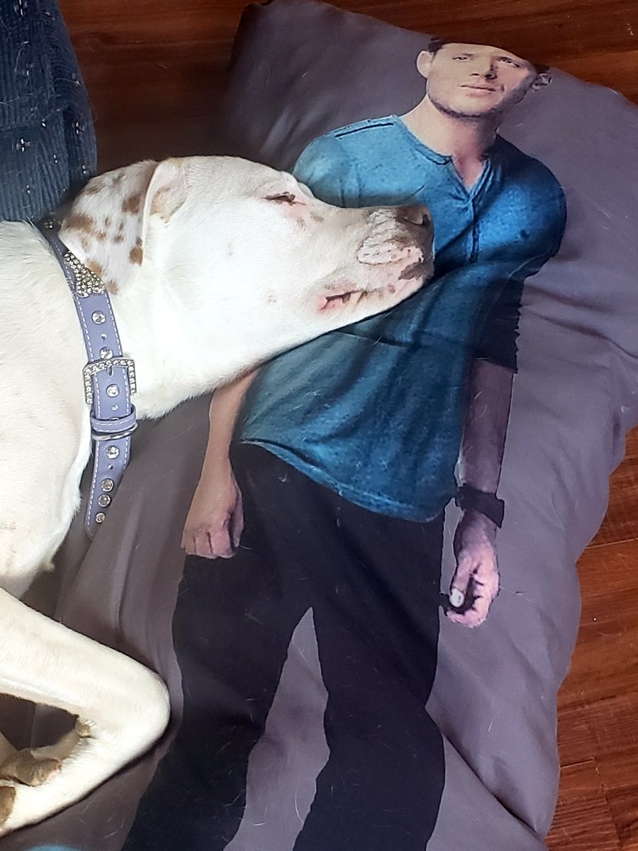 AngelaWonka's tweet photo. @jarpad @JensenAckles My dog Winchester loves Dean, so cute. #SPNFamilyForever #AloneTogether https://t.co/jTYkn6TRXN
