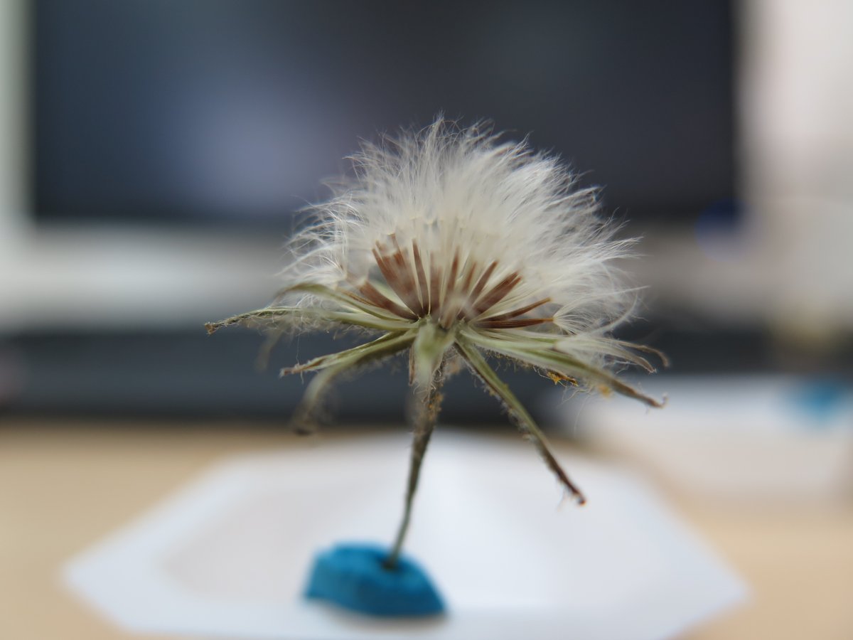 Crepis sancta
#OrganismOfTheWeek

Efrat Dener a PhD student from <a href="/Itamar_Giladi/">Itamar Giladi</a> lab, measuring #dispersal-related traits (e.g., seeds' falling velocities) of Crepis sancta, to study the effects of different #ecological factors and #evolutionary forces on seed dispersal strategies