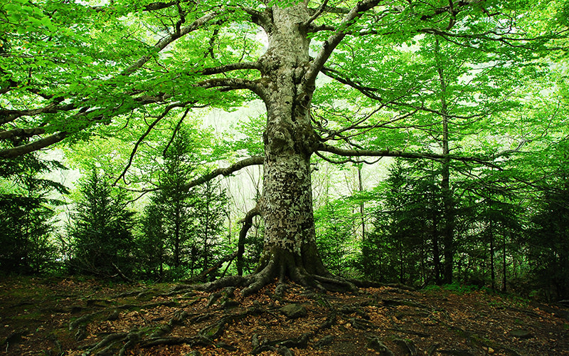 BVdesigngroup's tweet photo. To stay positive while social distancing, get out into nature! A trip to your nearest park or open space can do wonders for mental health. #nature #socialdistancing  👉 Nature Rx: The Outdoors Can Be an Antidote to Quarantine Anxiety via @Sierra_Magazine https://t.co/cWW5flcOF1 https://t.co/n128V6TLvB