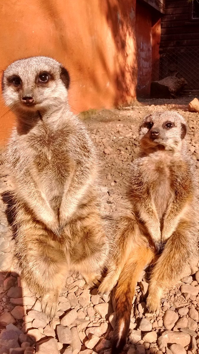 The next few months are going to be difficult for many, including us--we rely on our visitors--u can still support us from home if you can/would like-we have animal adoptions, meerkat experience &amp; twilight owl evening vouchers all on sale via our website kirkleathamowlcentre.co.uk